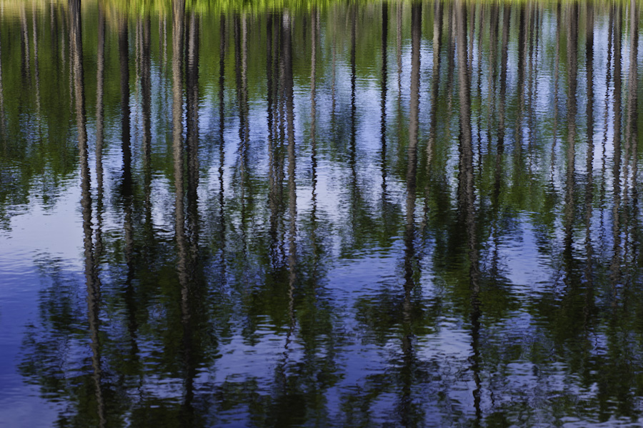 Pine Reflection 9148
