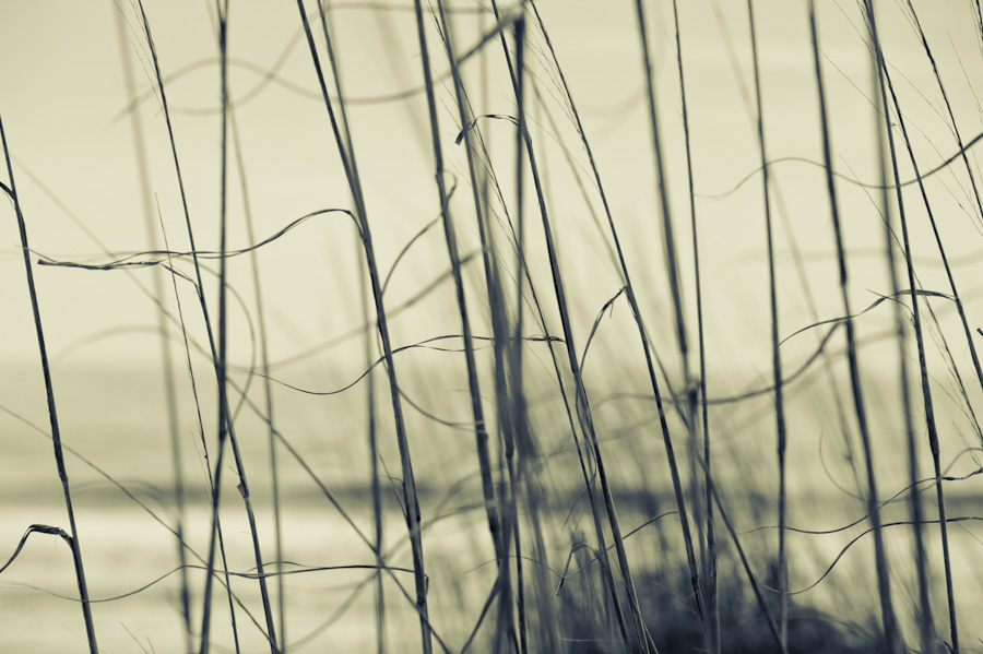 Dune Grass 9315