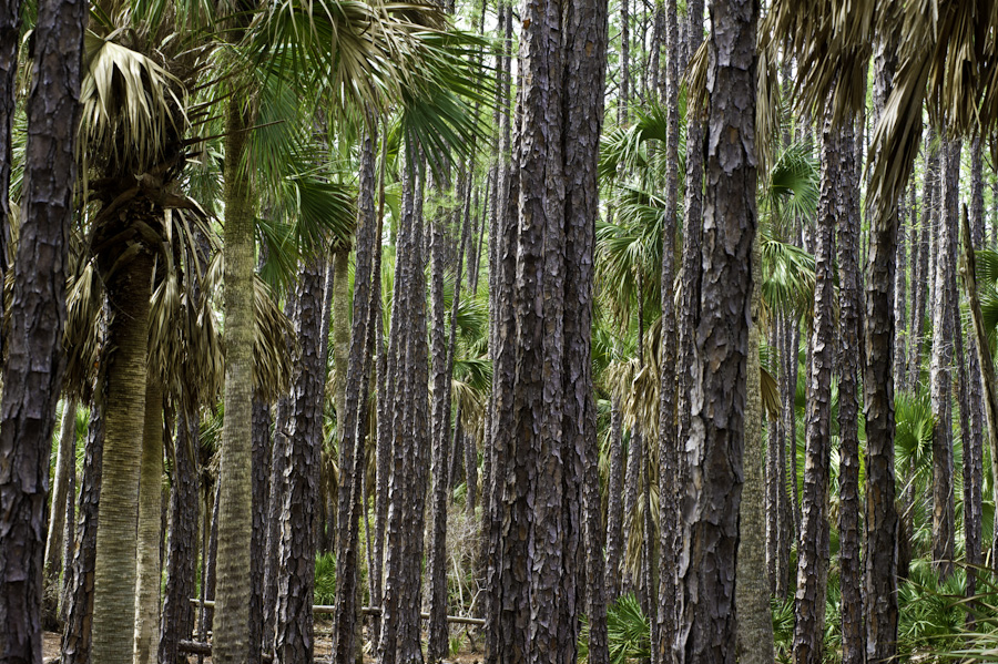Palm Grove 9354