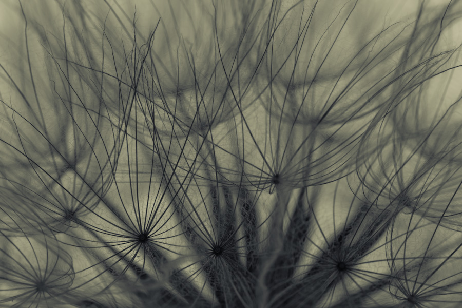 Seedhead 8027