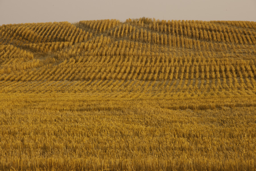Wheat Mowing 0073