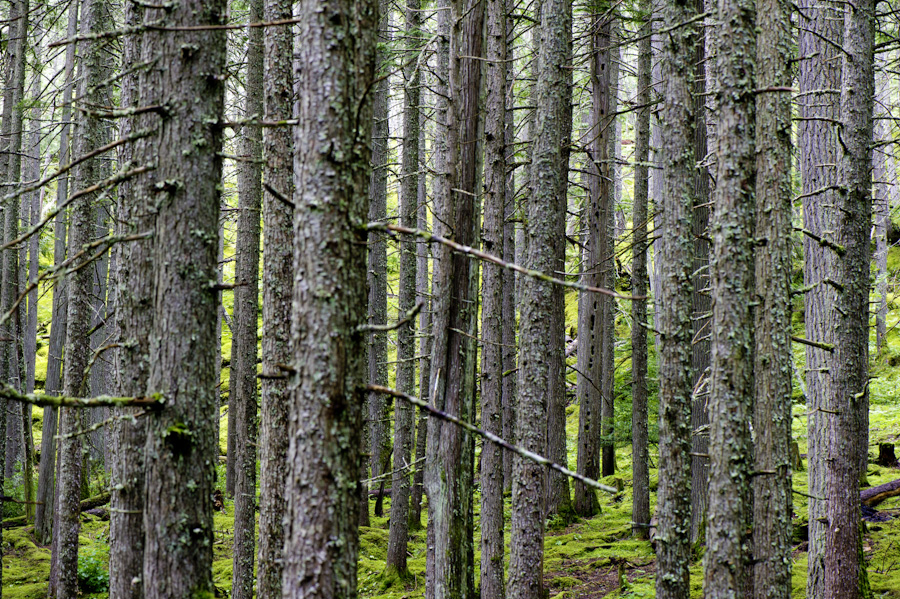 Coastal Pine 6936