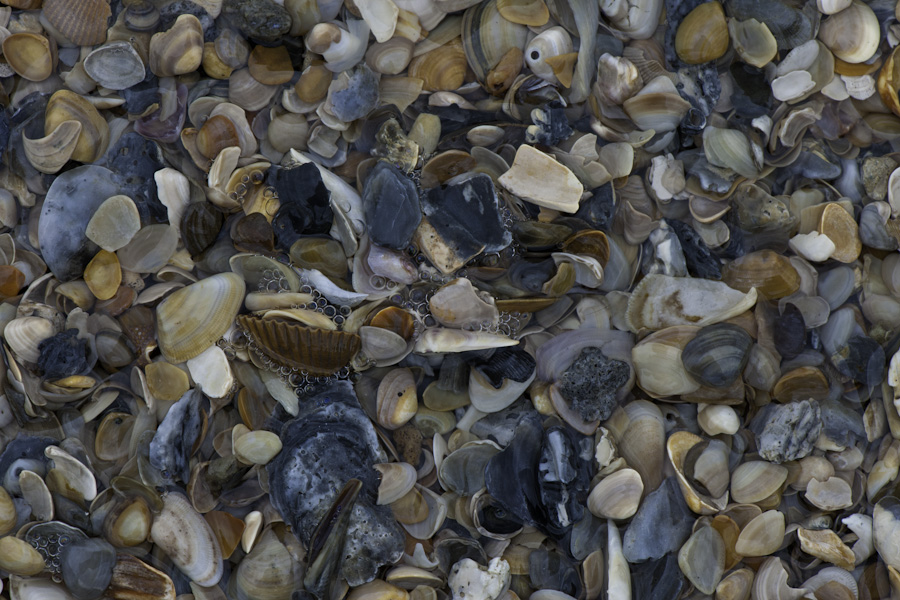 Shells 8610