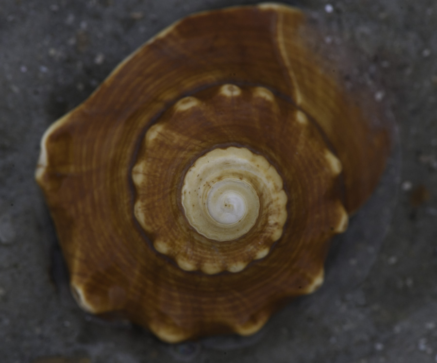 Shell 8662