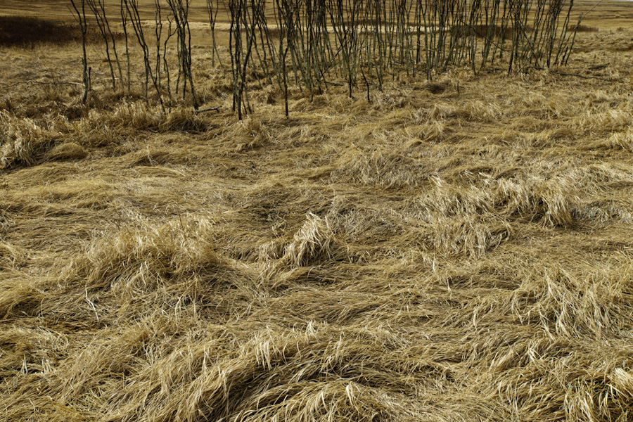 Winter Grass 4752
