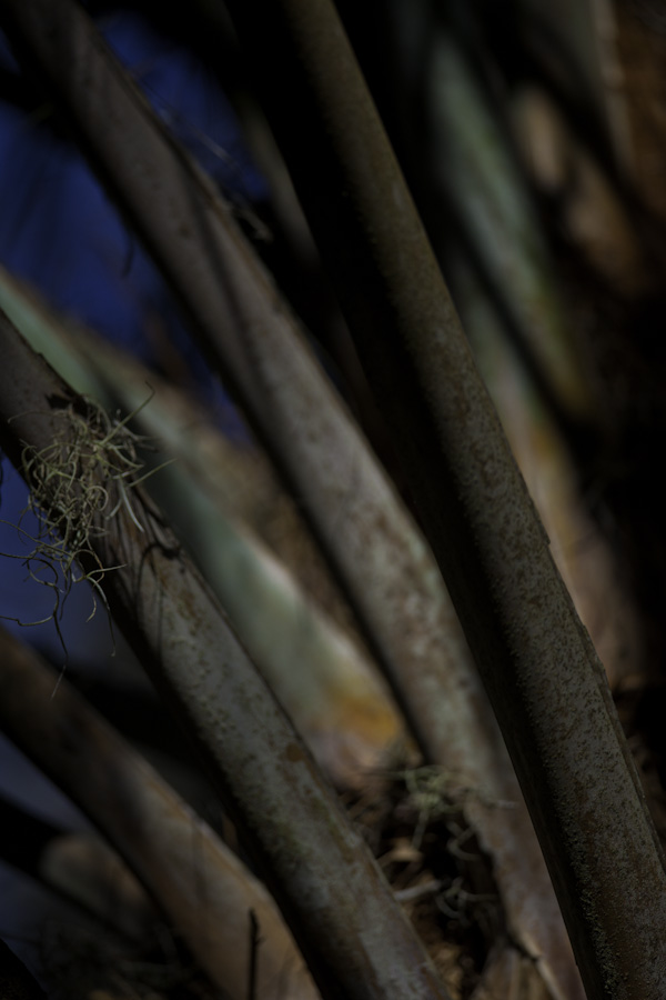 Palm Trunk 8397