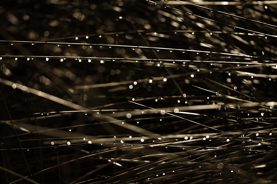 Morning Dew 8452