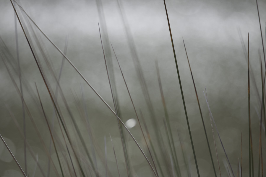 Pond Side 8458