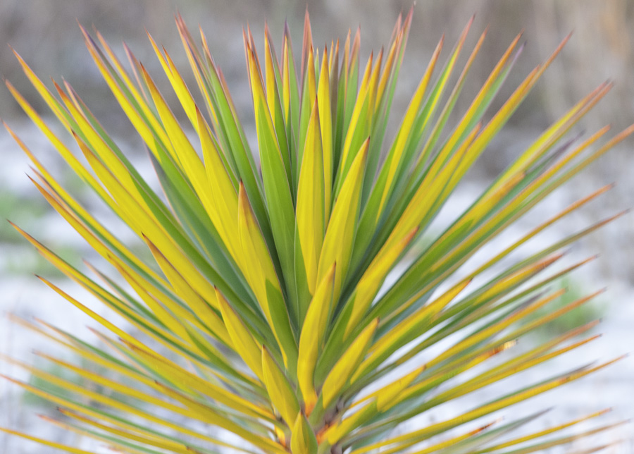 Flaming Palmetto 5227