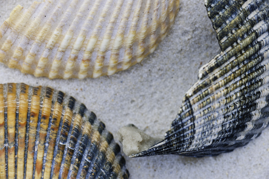 Shells 9499