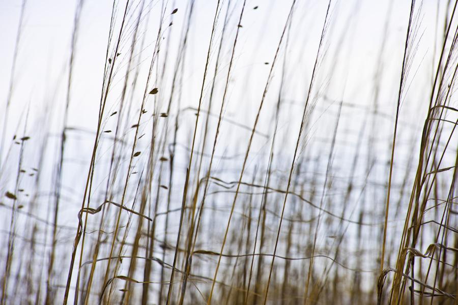 Dune Grass 9545