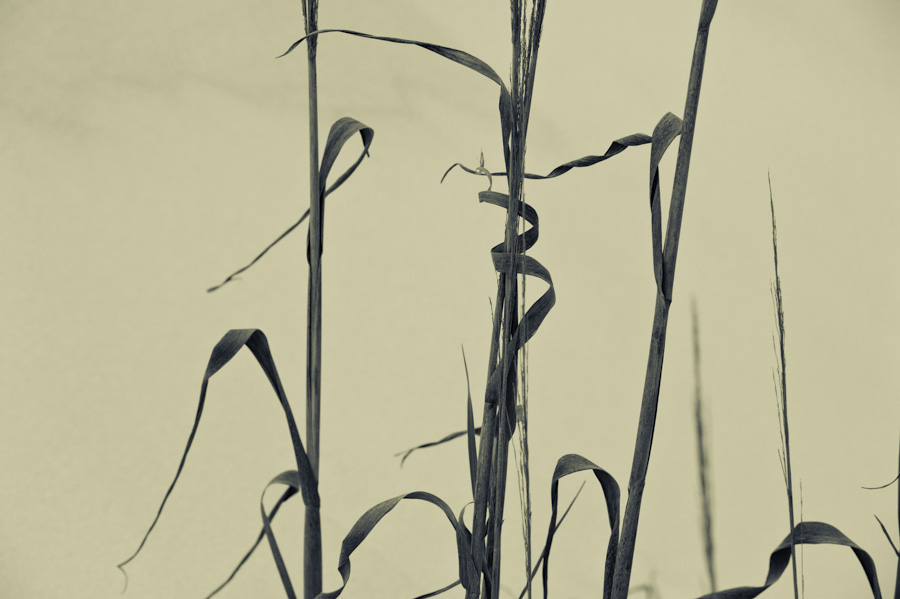Dune Grass 9676