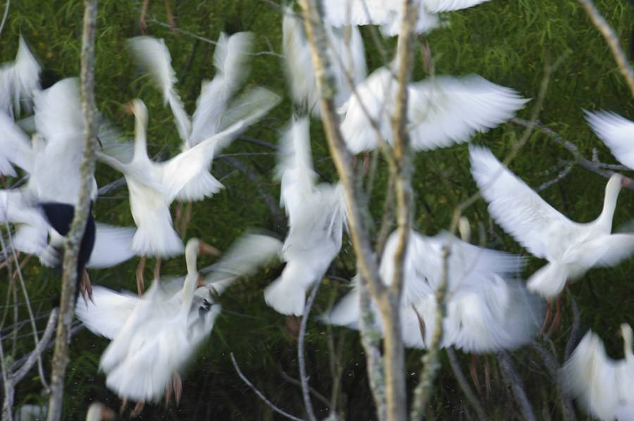 Taking Flight 1045