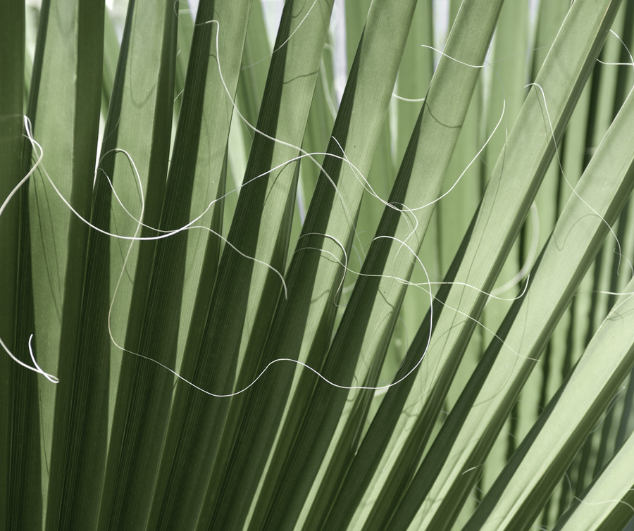 Palmetto 1052