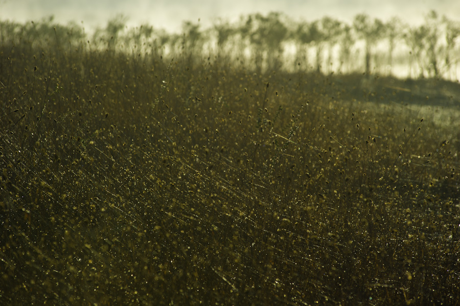 Pond Weeds 8676
