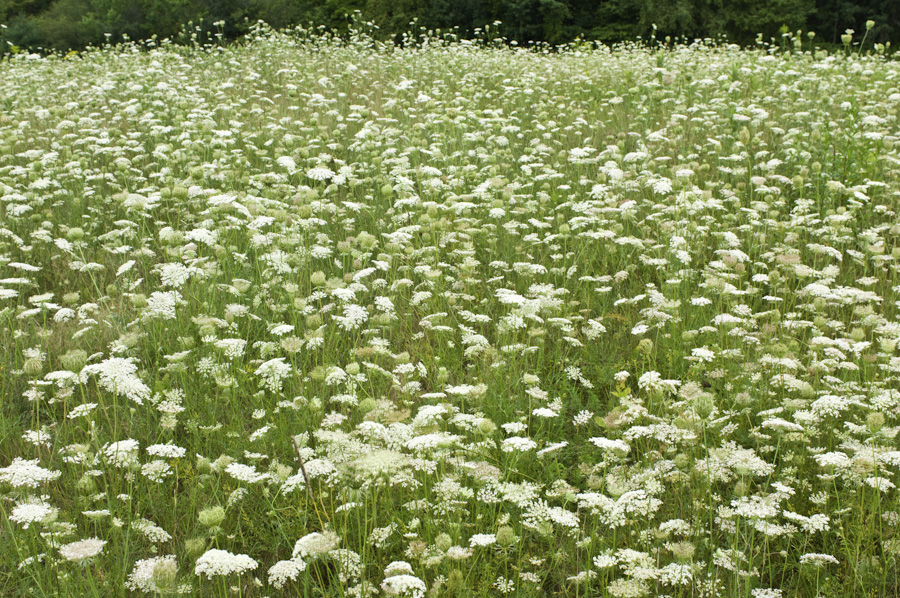 Lace Meadow 4965