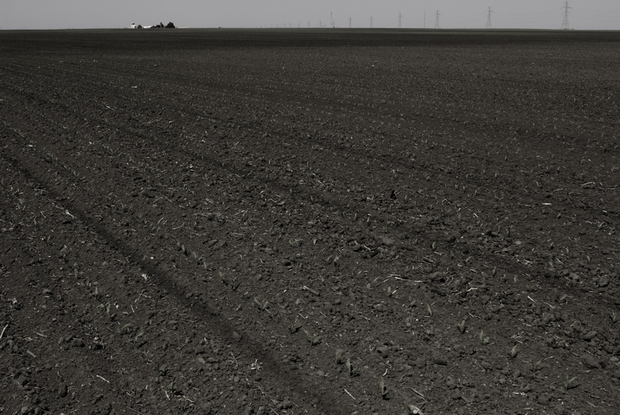 Bare Ground 0754