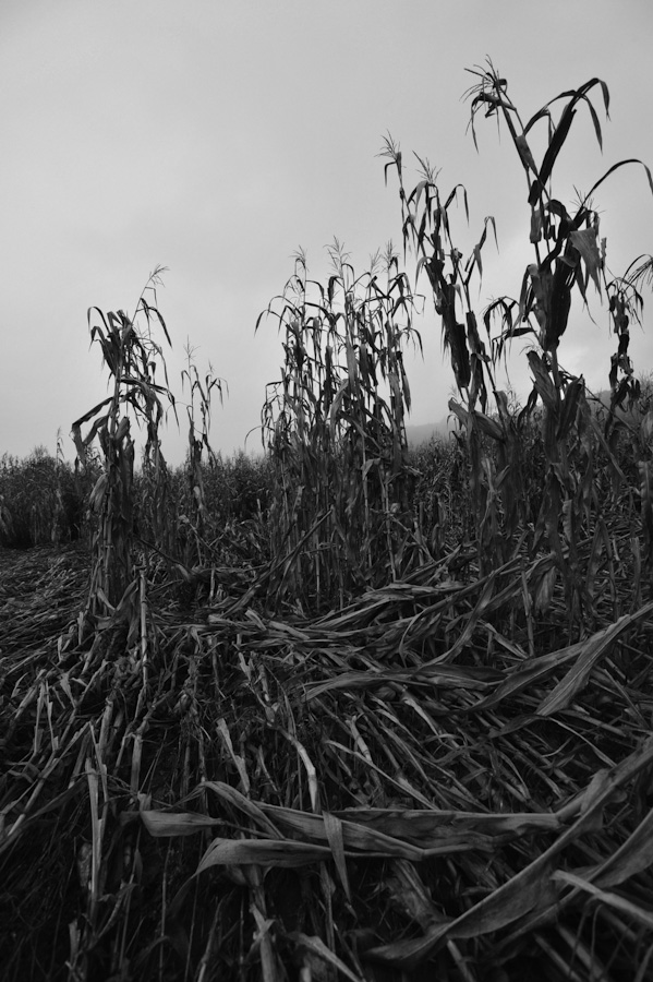 Flood Damage 8034