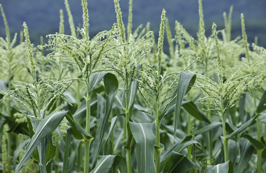 Corn Flower 2988