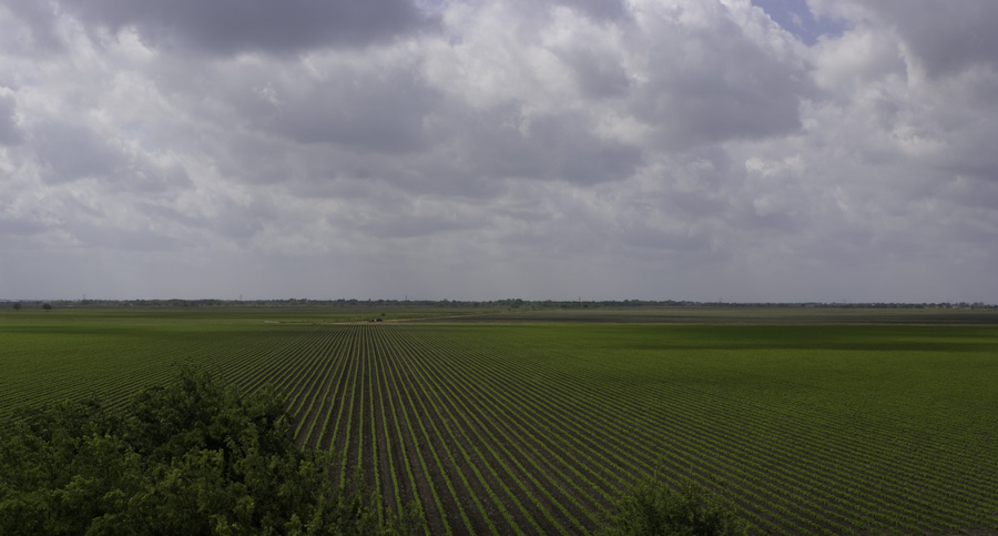Texas Scale 0290