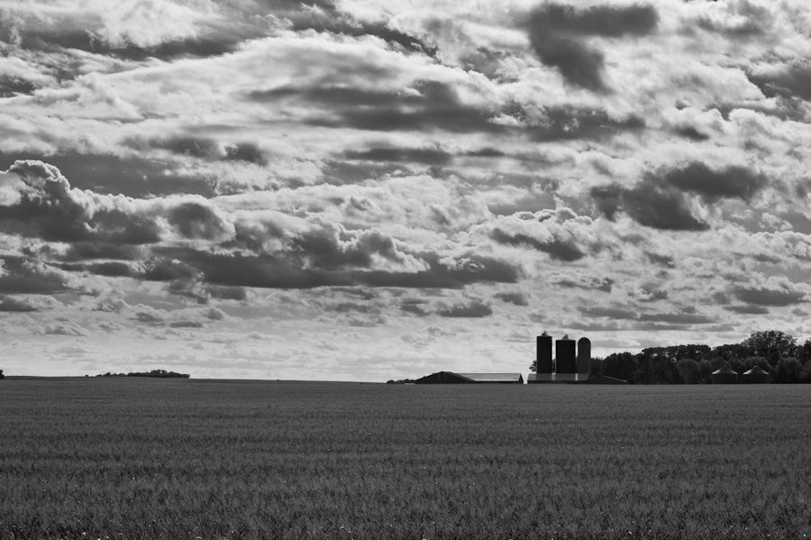 Canadian Corn 5688