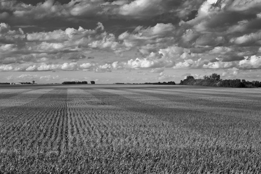 Canadian Corn  5692