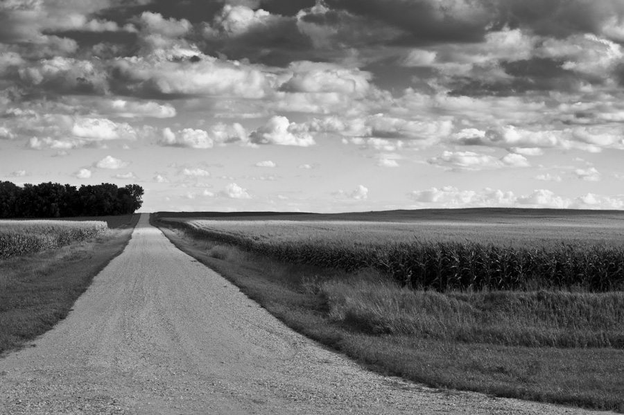Minnesota Corn 5693