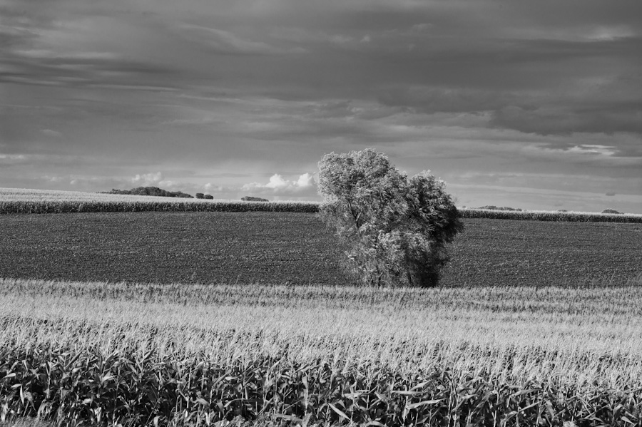 Minnesota Corn  5698