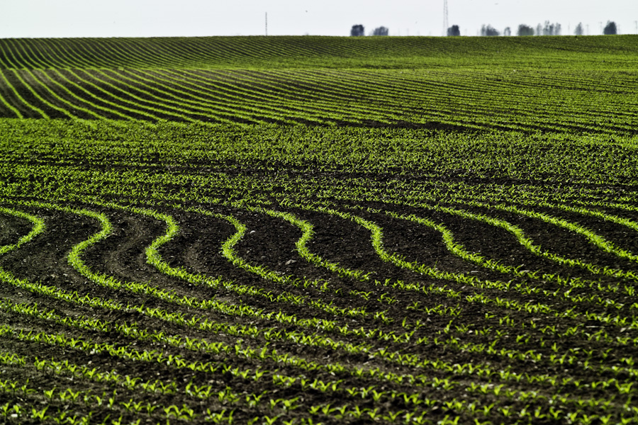 Indiana Sprouts 3127