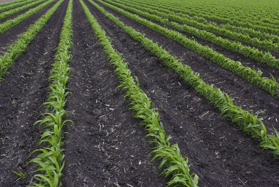 Texas Sprouts 0223